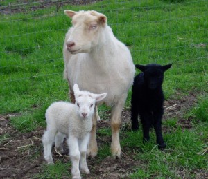 Kendra the matriarch with two ram lambs